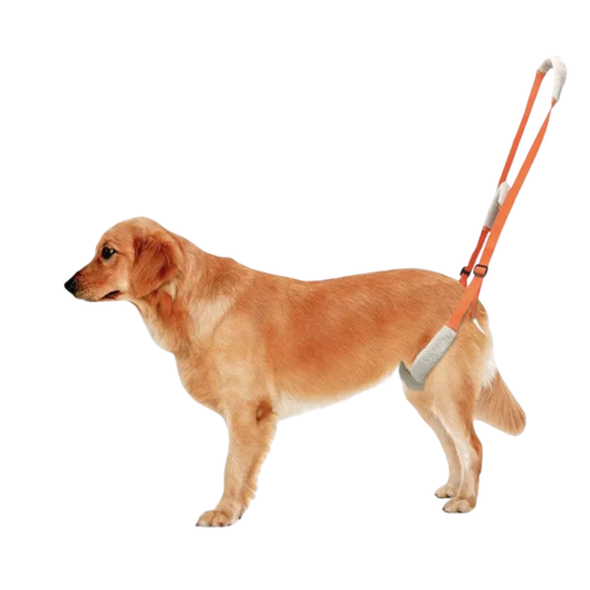 Imbracatura di Supporto per Zampe Posteriori del Cane